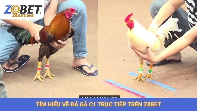 Xem đá gà C1 trực tiếp Z8bet | Giải đấu gà kinh điển nhất 1 Tìm hiểu về đá gà C1 trực tiếp trên Z8bet