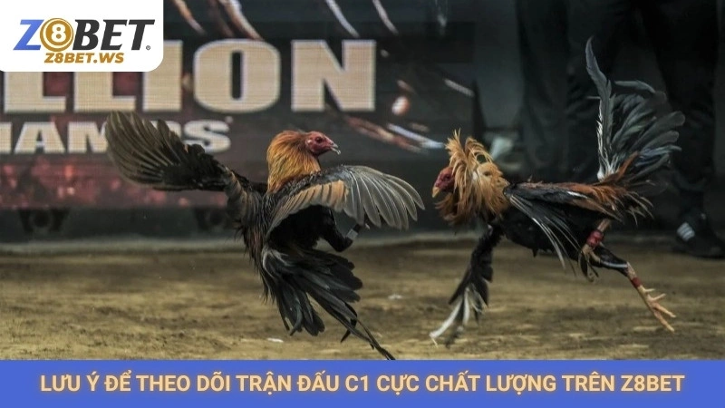 Xem đá gà C1 trực tiếp Z8bet | Giải đấu gà kinh điển nhất 3 Lưu ý để theo dõi trận đấu C1 cực chất lượng trên Z8bet