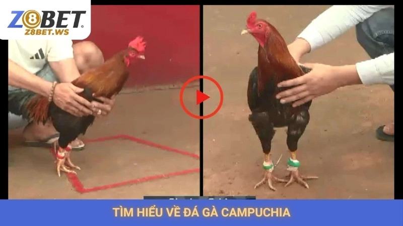 Đá gà Campuchia Z8bet | Tốc độ, kịch tính, không giật lag 1 Tìm hiểu về đá gà Campuchia