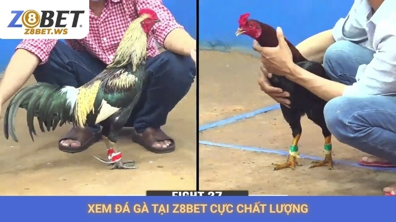 Đá gà Campuchia Z8bet | Tốc độ, kịch tính, không giật lag 2 Xem đá gà tại Z8bet cực chất lượng