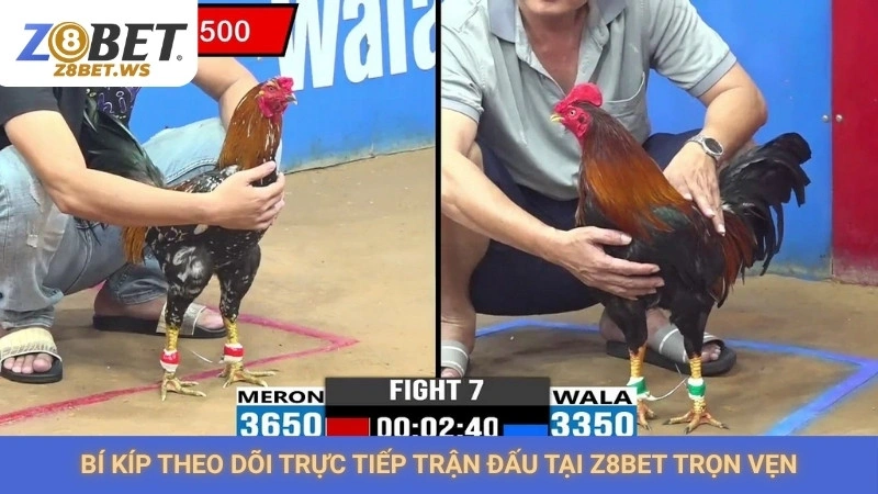 Đá gà Campuchia Z8bet | Tốc độ, kịch tính, không giật lag 3 Bí kíp theo dõi trực tiếp trận đấu tại Z8bet trọn vẹn